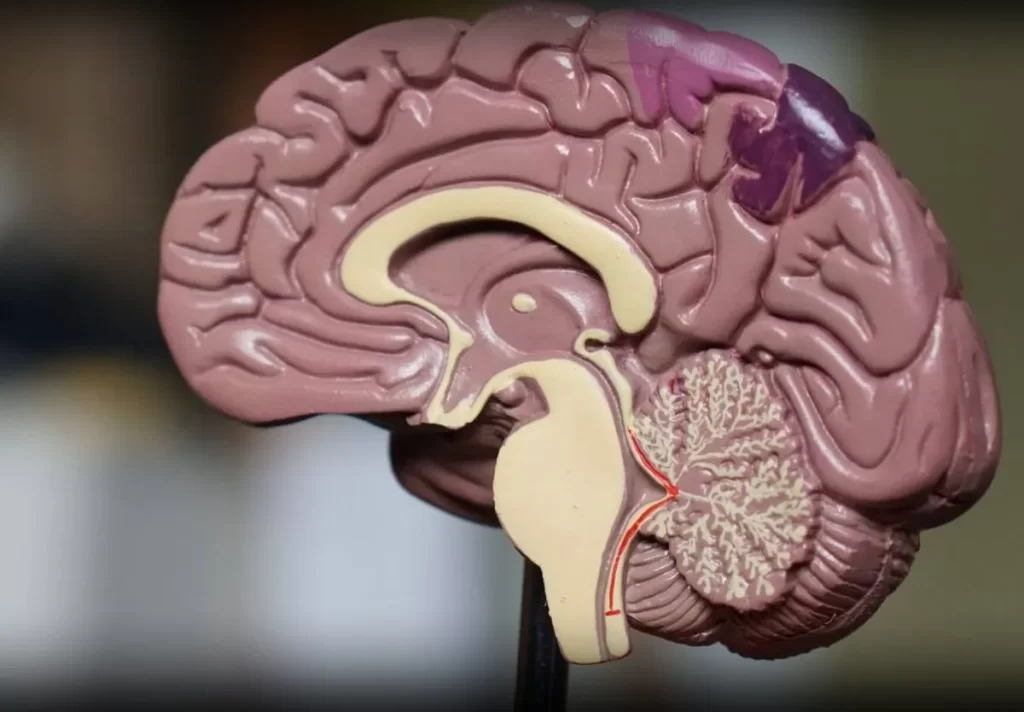 مغز و اعصاب انسان مغز چیست