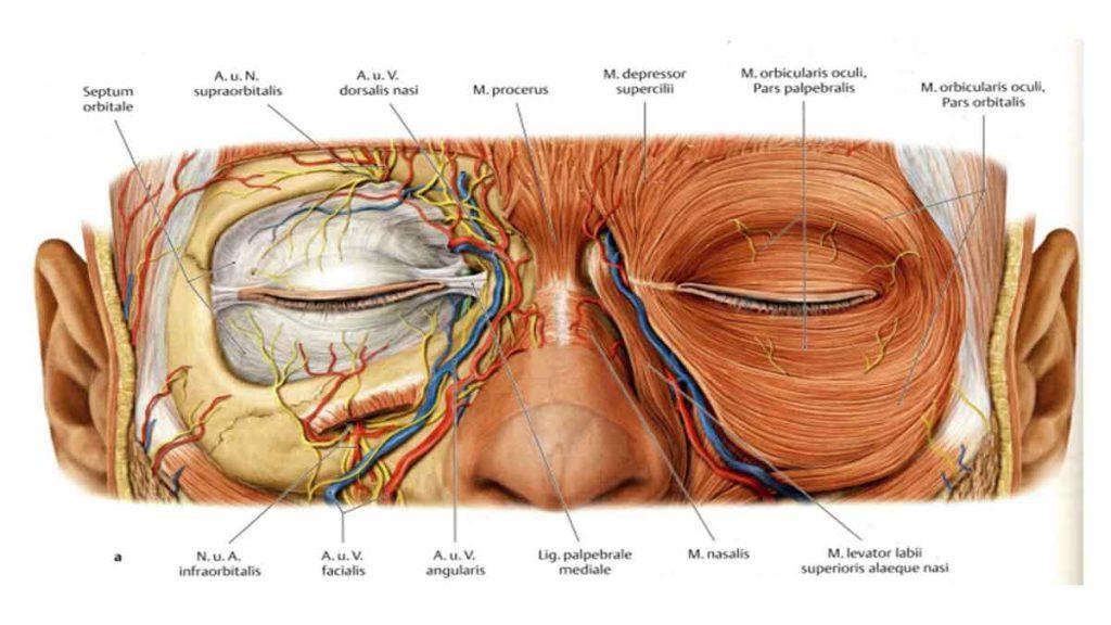 الکترومیوگرافی چشم